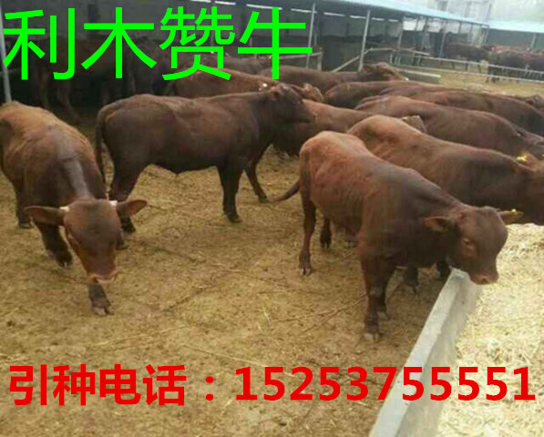 最新牛养殖步骤指南，从入门到精通的全方位指导