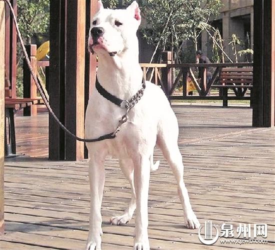 斗狗最新全面指南，从入门到精通的步骤教程
